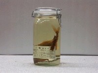 藏品(粗鱗假三棘魨)的圖片